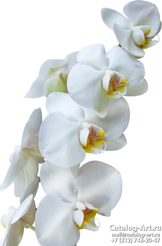 White orchids 15